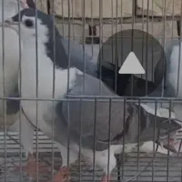 کفتر