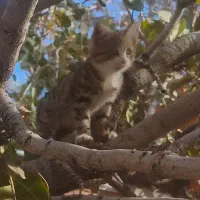 واگذاری بچه گربه