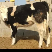 گاو گوساله نوبر تلیسه|حیوانات مزرعه|کامفیروز, |دیوار