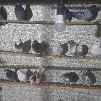 کفتر پرشی|پرنده|قلعه نو, |دیوار