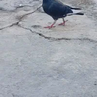 یه جوجه نر|پرنده|برازجان, |دیوار