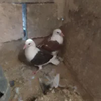 کفتر|پرنده|خواف, |دیوار