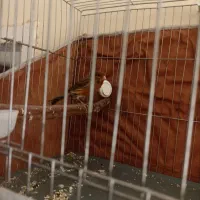 قناری نرو ماده|پرنده|کرمان, |دیوار