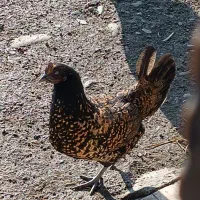 فروش غاز|حیوانات مزرعه|کومله, |دیوار