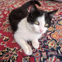 گربه نر پنج ماهه