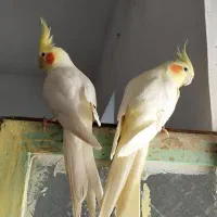 عروس هلندی لوتینو