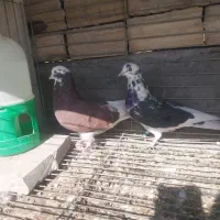 چهار تا کبوتر|پرنده|یزد, |دیوار