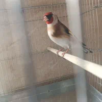 سهره نشون دار