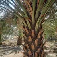 برش و قطع نخل در سراسر استان رایگان|خدمات باغبانی و درختکاری|بوشهر, |دیوار