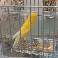 قناری یک ساله جفت نخورده