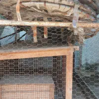 قفس|لوازم جانبی حیوانات|رشت, استقامت ۱|دیوار