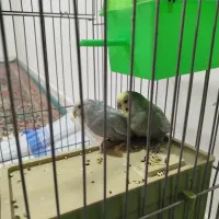 پرنده مرغ عشق سالم خیلی خیلی خوب|پرنده|سیرجان, |دیوار