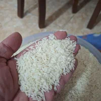 فروش برنج علی کاظمی گیلان کیلوی 460
