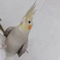 اگه دنبال یه خانم خوشگل حرف گوش کن میگردی