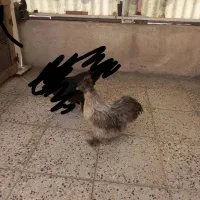 مرغ ابریشمی
