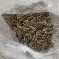 تخمه درجه 1 لوکس