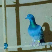 یازده  عدد مسافتی درجه یک|پرنده|سراوان, |دیوار