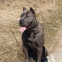 داگو پیتبول دوبرمن ماستیف روت ژرمن کن کورسو