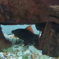 آکواریوم بزرگ