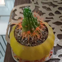 گل کاکتوس سالم|گل و گیاه طبیعی|خمینی‌شهر, |دیوار