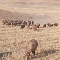 بره ماده