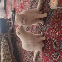 اسکاتیش نر و ماده دبل فولد اصیل