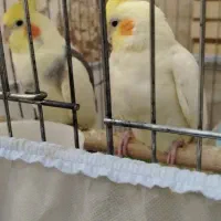 عروس هلندی