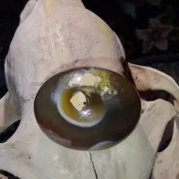 سلیمانی تک چشم مصور
