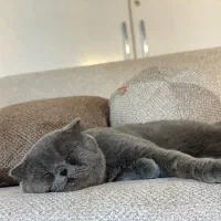 اسکاتیش نر جهت جفت‌گیری|گربه|گنبد کاووس, |دیوار