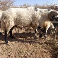 یک عدد قوچ تخمی گوزل|حیوانات مزرعه|رفسنجان, |دیوار