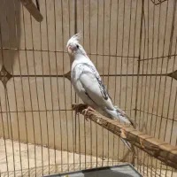 عروس هلندی گم شده چند هفته پیش|پرنده|اهواز, کوی شایسته|دیوار