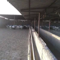 دامداری ۲۵۰ راسی بره پرواری