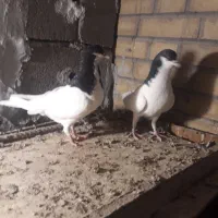 معاوضه فقط با زاغ دم سفید