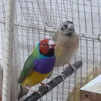 فنچ گلدین یا سهره کرمانی