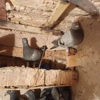 کفتر جوجه المانی|پرنده|مشهد, کوی سیدی|دیوار
