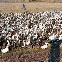 اردک آیشی محلی بالا ۶ماهه|حیوانات مزرعه|سرخرود, |دیوار