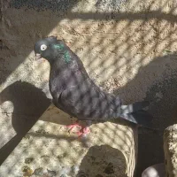 کفتر قیل سرخ کاشونی|پرنده|شهرضا, |دیوار