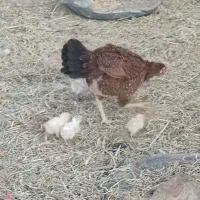 ماکیان با پنچ جوجه