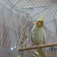 عروس هلندی مادر با بچه هاش