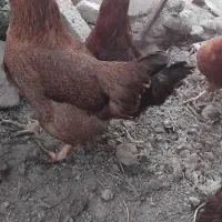 تخم گذار