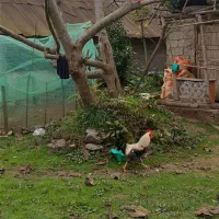 خروس محلی|حیوانات مزرعه|سیاهکل, |دیوار