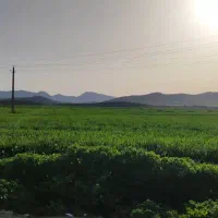 اجاره و فروش زمین کشاورزی روستای زرین جوب|فروش دفتر صنعتی، کشاورزی، تجاری|سرپل ذهاب, |دیوار