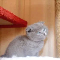 گربه اسکاتیش از مادر بریتیش|گربه|مشهد, چهارچشمه|دیوار