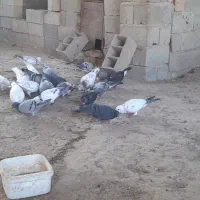 کبوترآلمانی|پرنده|گنبد کاووس, |دیوار