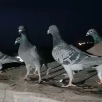 کبوتر