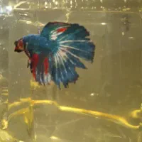 فایتر.بتا|ماهی|رشت, نظری|دیوار