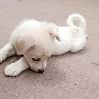 توله پاپی اشپیتز معاوضه|سگ|اصفهان, دانشگاه اصفهان|دیوار