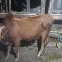 فروش گاو نر دورگه محلی