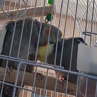 عروس هلندی سینامون مولد|پرنده|اهواز, ۳۰ متری|دیوار