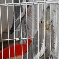 جفت عروس هلندی با جوجه و جوجه دونخور